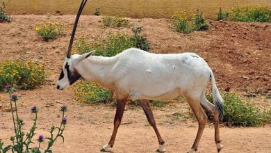Interesting Facts About Oryx