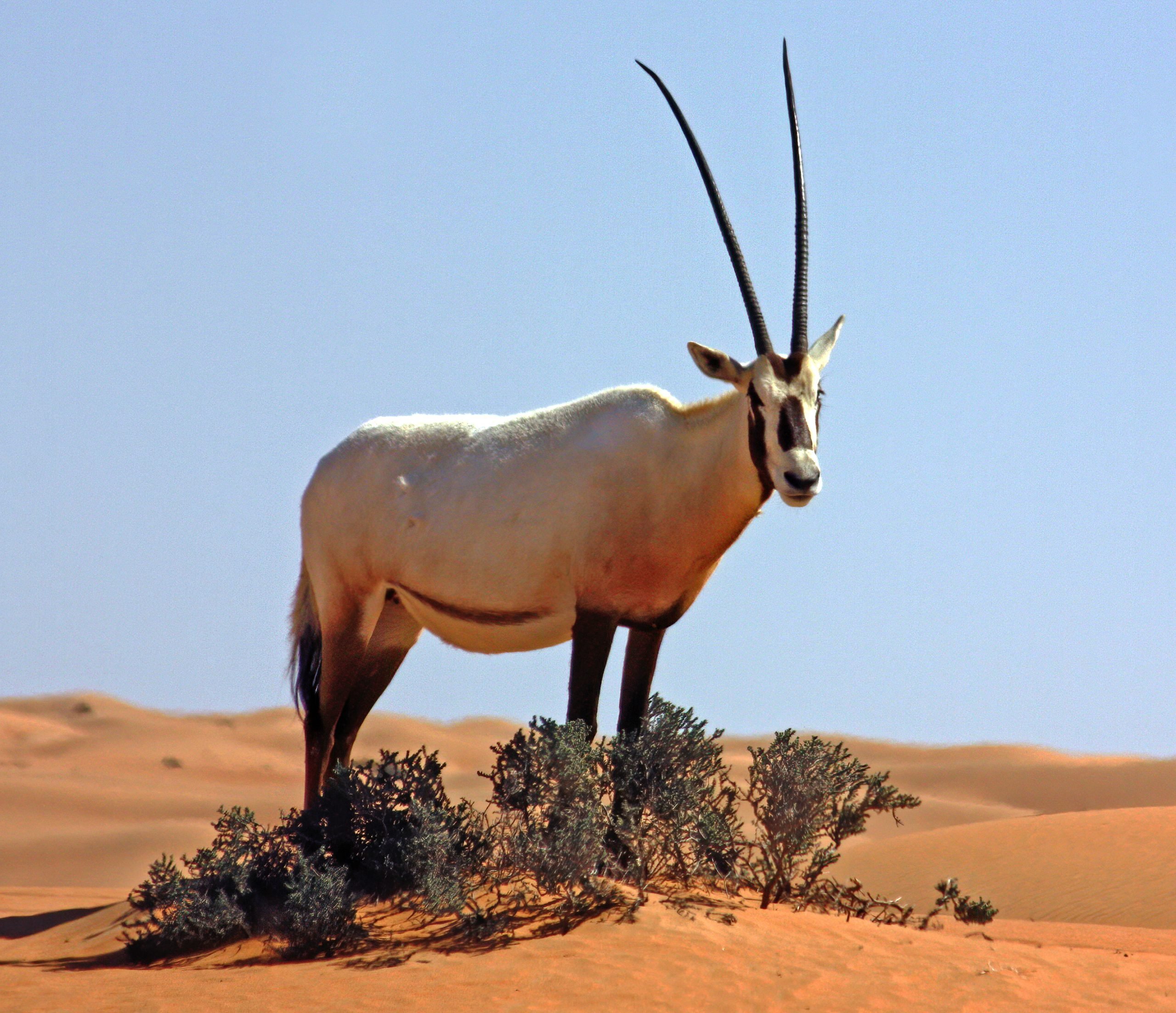 Interesting Facts About Oryx | Hyak Qatar