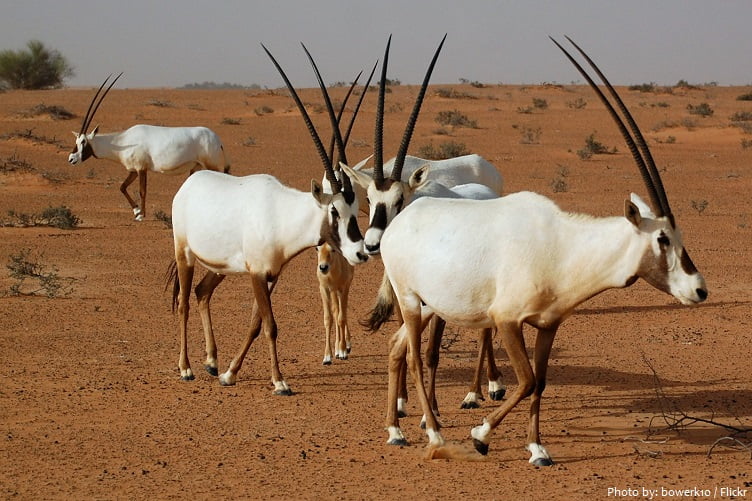 Five facts about Arabian Oryx, Qatar National Animal - Hyak Qatar - Welcome  to Qatar