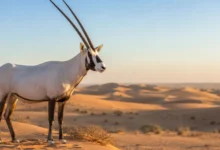 Arabian Oryx Qatar national animal in desert