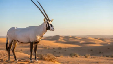 Arabian Oryx Qatar national animal in desert