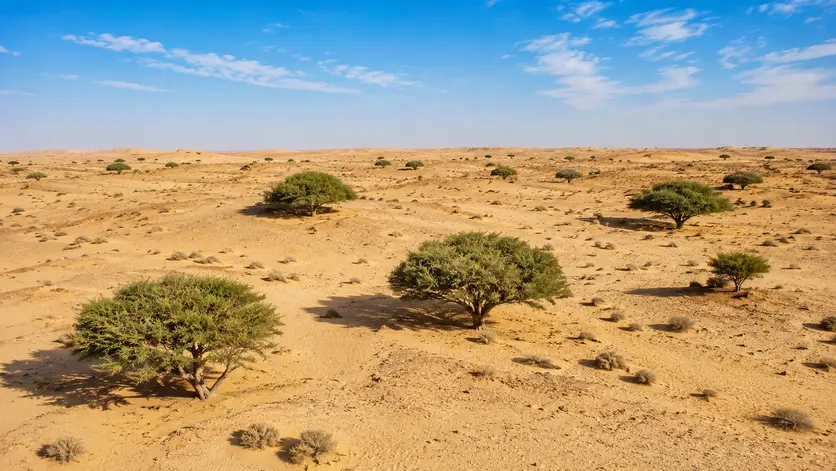 Native Sidra Trees growing naturally across the Qatar desert