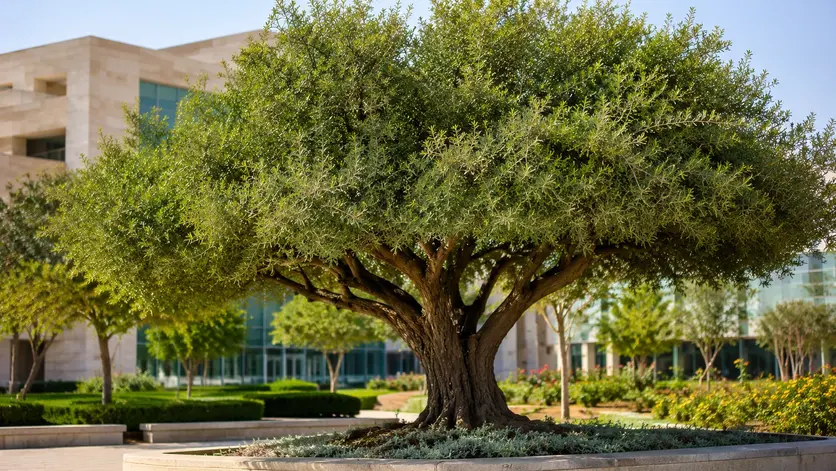 Sidra Tree in a landscaped educational setting inspired by Qatar Foundation