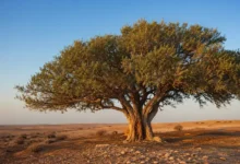 Majestic Sidra Tree in the Qatar desert during golden hour