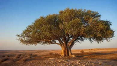 Majestic Sidra Tree in the Qatar desert during golden hour