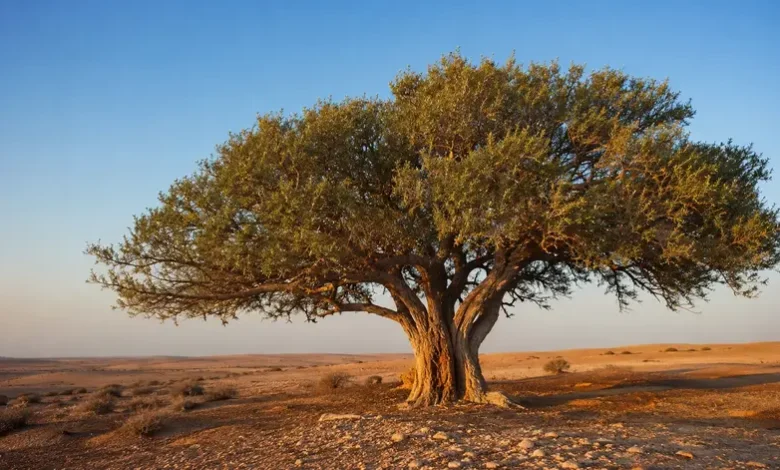Majestic Sidra Tree in the Qatar desert during golden hour